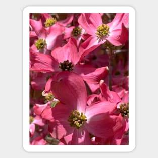 Cherokee Dogwood Tree Blossoms Sticker